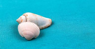 Two seashells laid out on a trendy aqua blue background with an empty place for text photo