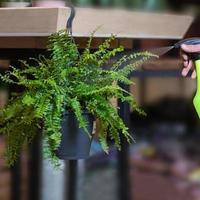 Mixed Hanging Ferns Silk Foliage Planter watering photo