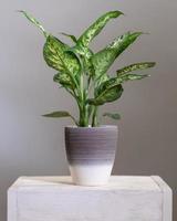 Dieffenbachia planta de cañas tontas en maceta de plata foto