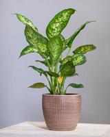 Dieffenbachia muda planta de cañas cerrar foto