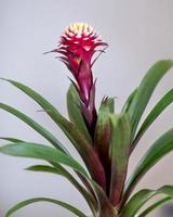 Pink Bromelia Bromeliaceae plant close up photo