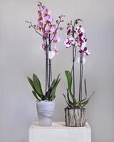White pink Phalaenopsis Moth orchid flowers in the pot