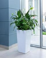 Big Peace Lily plant in white pot at the office photo