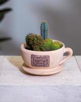 Beautiful terrarium with cactus flower rock sand inside gig cup mug photo