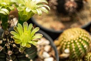 Gymnocalycium mihanovichii flowers photo