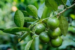 Many limes on the lime tree after the rain photo