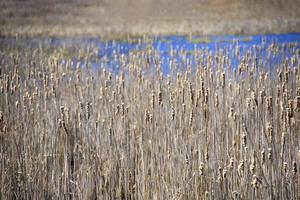 Hierba de pantano en medio de un estanque en la primavera foto