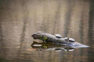 tortugas sentadas en un trozo de madera en un estanque foto