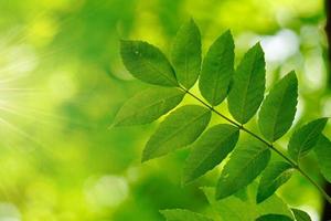 green tree leaves in spring season green background photo