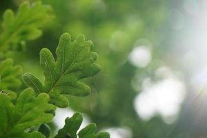 hojas de los árboles verdes en la temporada de primavera fondo verde foto