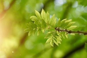 green tree leaves in the nature in spring season photo