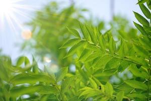 green tree leaves in the nature in spring season photo