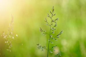 plantas verdes en la naturaleza en primavera foto