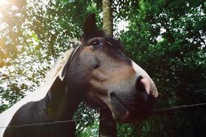 Hermoso retrato de caballo marrón en la pradera foto