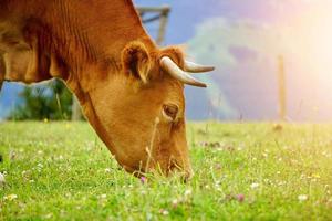 Hermoso retrato de vaca marrón en el prado foto