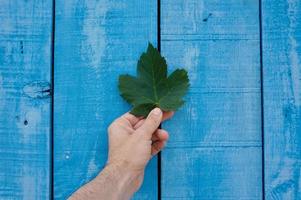 hand holding a leaf photo