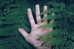 hand holding a leaf photo