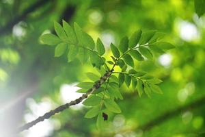 green tree leaves in the nature in spring season photo