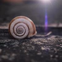 little snail in the nature photo