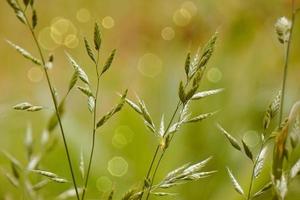 plantas verdes en la naturaleza en la temporada de primavera fondo verde foto