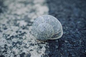 little white snail in the nature photo