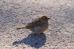 An urban sparrow on the ground in the sun photo