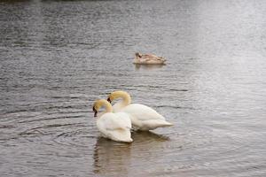 White swan family on the Baltic Sea coast in Finland photo