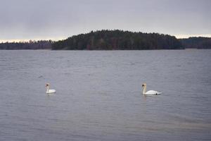 White swan family on the Baltic Sea coast in Finland photo