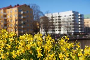 Yellow narcissus against a blurred river on background photo