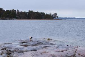 Two seagulls on the rocky shore of the sea photo