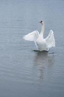 White swan on the Baltic Sea coast in Finland photo