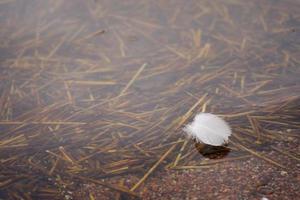 White swan feather in the water with space for text photo