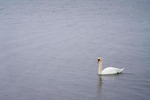 White swan on the Baltic Sea coast in Finland photo