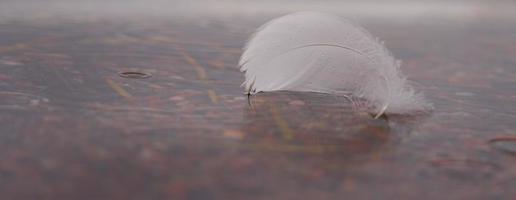 White swan feather in the water with space for text
