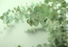 Ramo de ramas de eucalipto hojas tallos textura de fondo abstracto foto