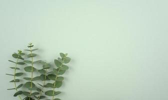 Eucalyptus leaves stalk flat lay off center composition on soft neutral pastel green background