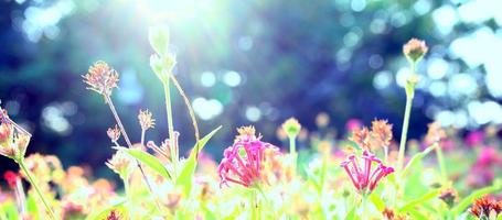 Flower plant blossoms background photo