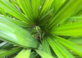Natural tropical green palm tree leaves photo