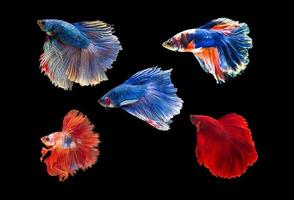 Siam betta fish with beautiful colors on a black background photo