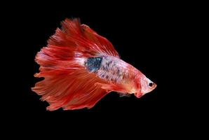 Siam betta fish with beautiful colors on a black background photo