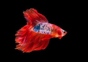 Siam betta fish with beautiful colors on a black background photo