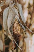 white and brown leaf plant photo