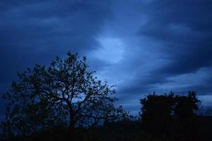 árboles verdes bajo nubes grises foto