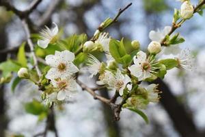 white cherry blossom in close up photography photo