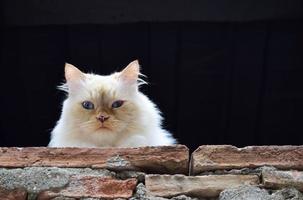 gato persa blanco foto