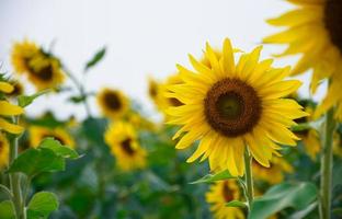 sunflower field in the summer sky photo