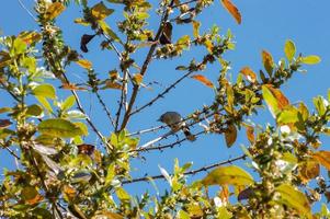 Whitehead bird in New Zealand photo