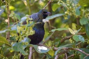 pájaro tui en nueva zelanda foto