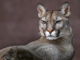 retrato de puma foto