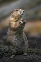 Prairie dog eating photo